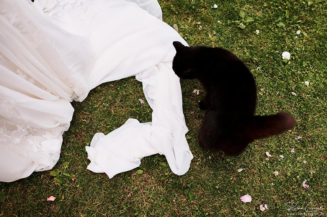 Black cat on wedding dress