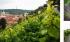 wenceslas vineyard in Prague Villa Richter